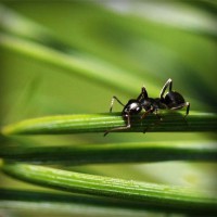/album/semi-di-cannabis/photolia-a05-jpg/