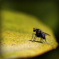 /album/semi-di-cannabis/photolia-a07-jpg/