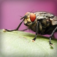 /album/semi-di-cannabis/photolia-a08-jpg/
